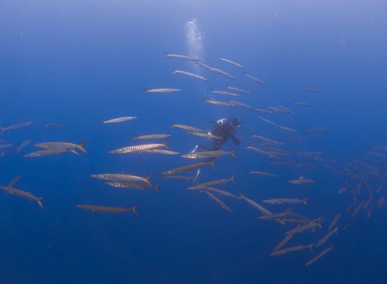 barracudas with diver