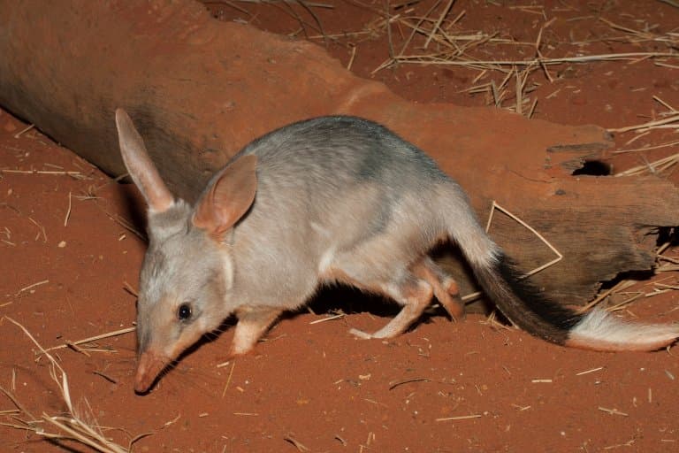 Bilby Facts