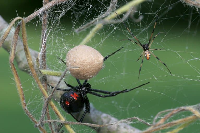 Black Widow Spider