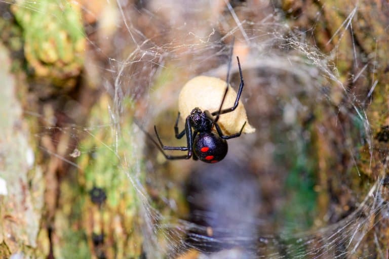 Black Widow Spider Web