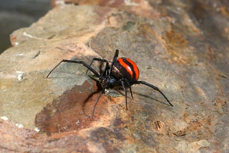 Black Widow Spider Thailand