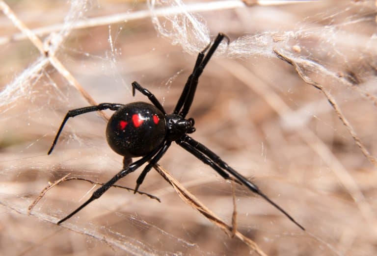 Black Widow Spider Red Marking