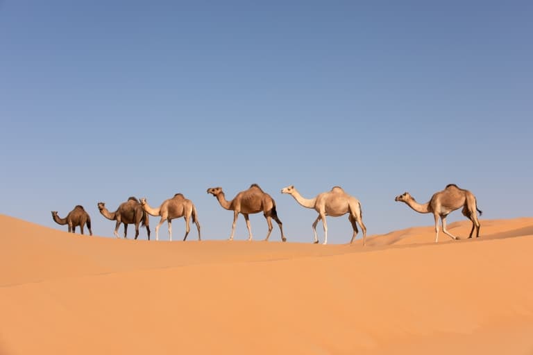 camels in the desert