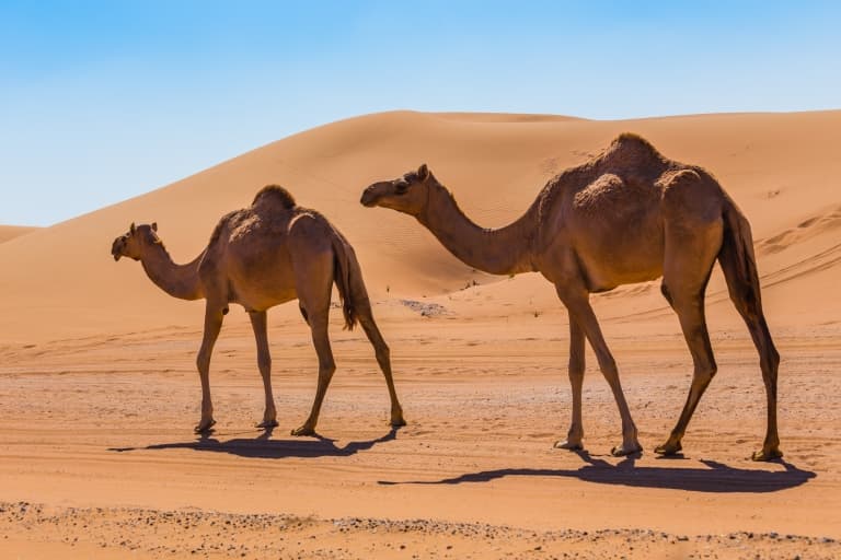 Camel Humps