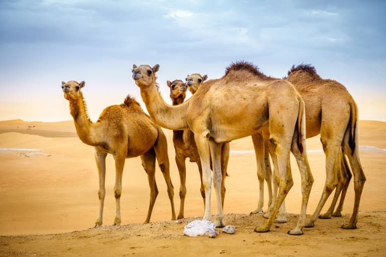 Camels being social
