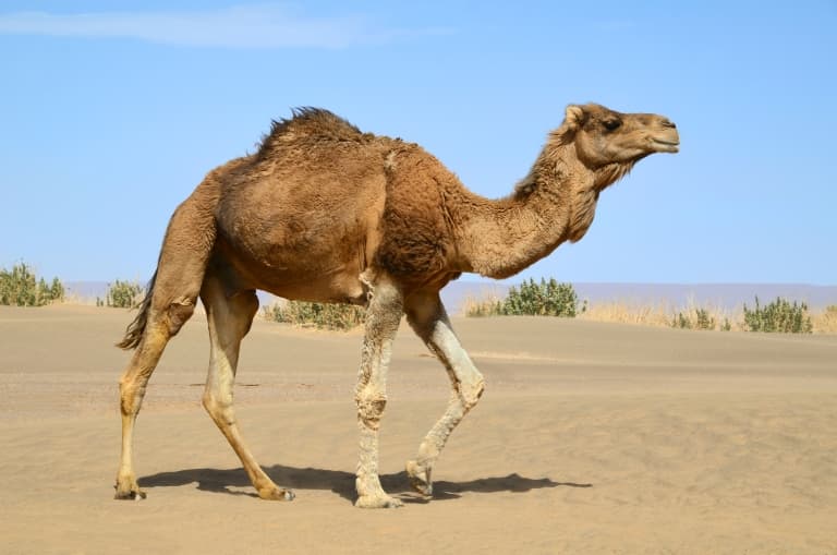 dromedary camel