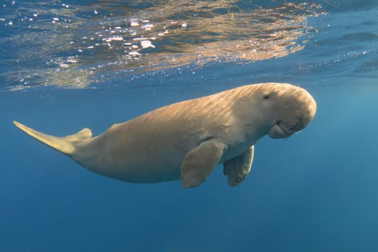 Dugong Fluked Tail