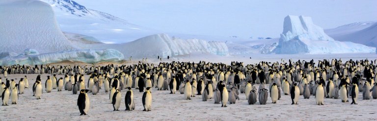 Emperor Penguin colony