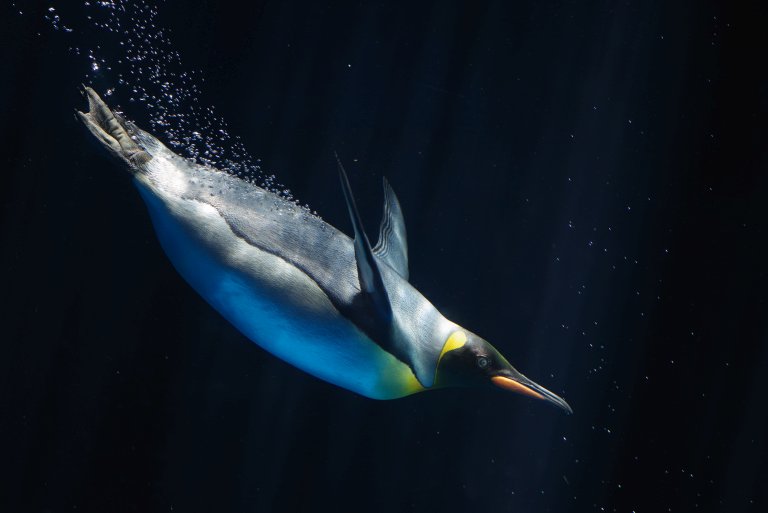 Emperor Penguin diving