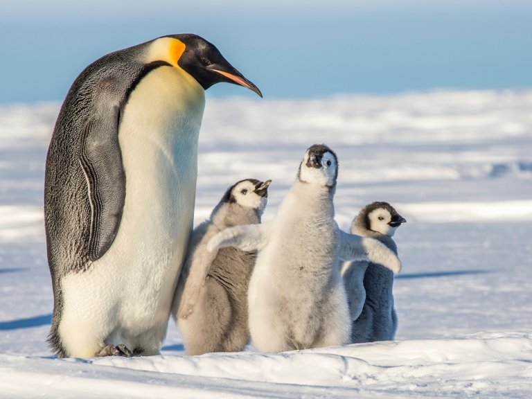 17 Amazing Emperor Penguin Facts - Fact Animal