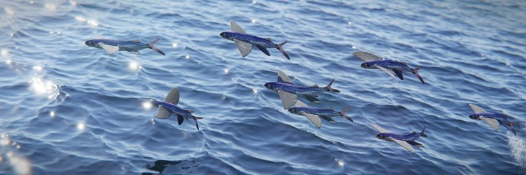 10 Fun Flying Fish Facts - Fact Animal