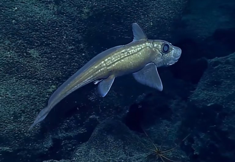 chimera chondrichthyes