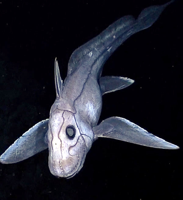 Ghost Shark