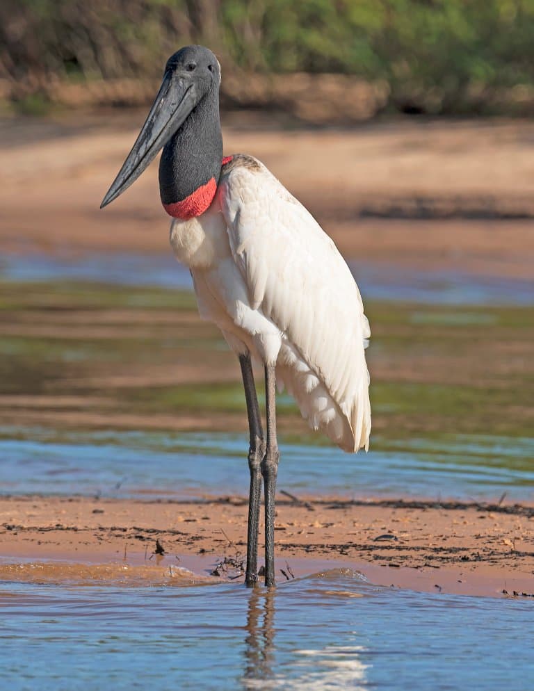 Jabiru Facts