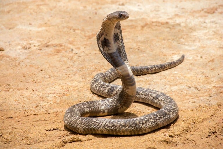 king cobra eating a python