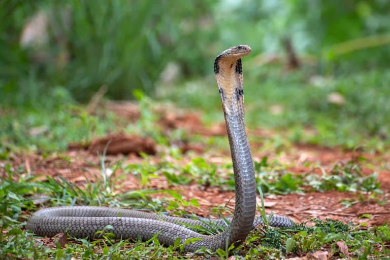 10 Incredible King Cobra Facts (No Other Snake Does #7!) - A-Z Animals