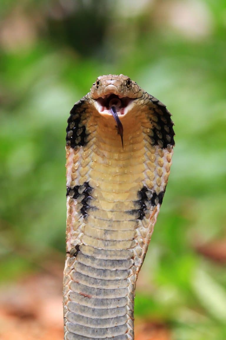 Deadly venomous King cobra is not a true cobra! 