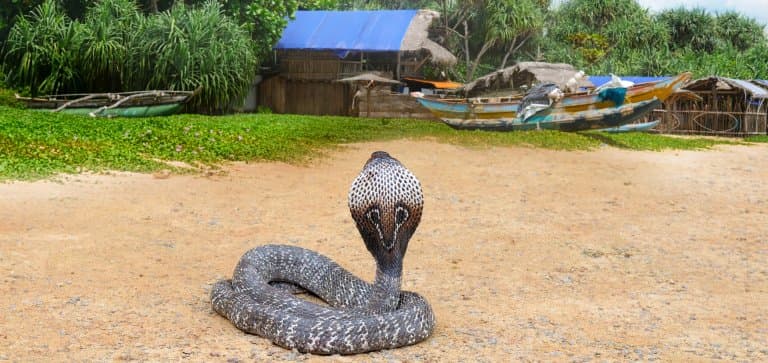 King Cobra near village