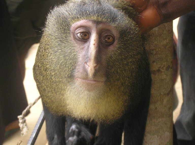 11 Lesula Facts Fact Animal 11 Lesula Facts Fact Animal