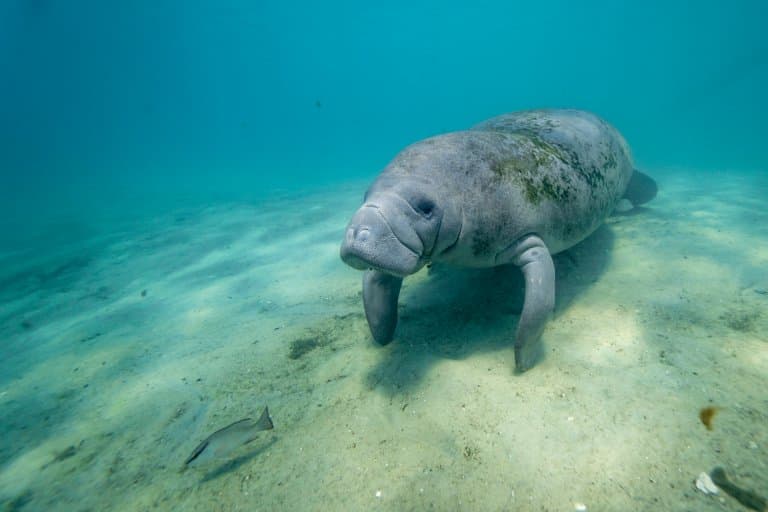 13 Amazing Manatee Facts Fact Animal 13 Amazing Manatee Facts Fact Animal