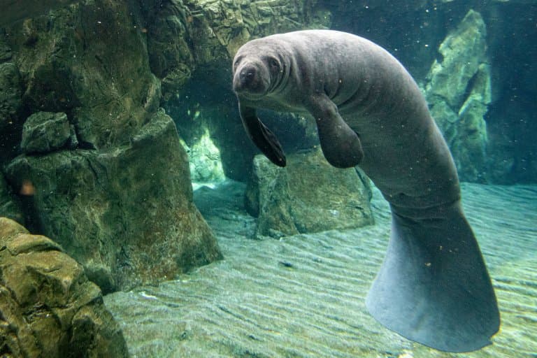 Manatee Paddle