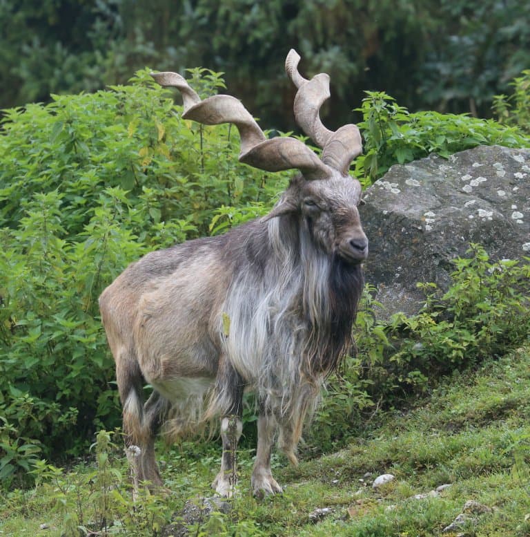 Markhor facts