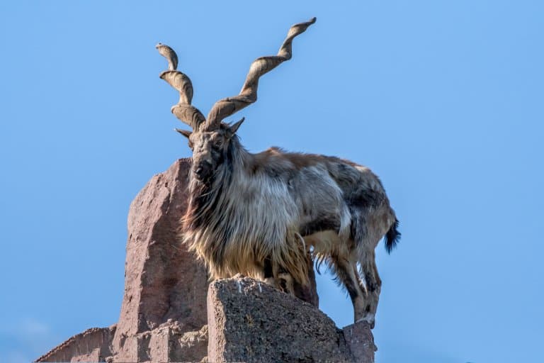 markhor facts