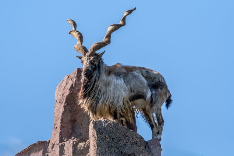 markhor corkscrew horns