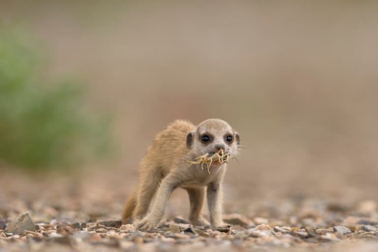 Meerkat pup with scorpion