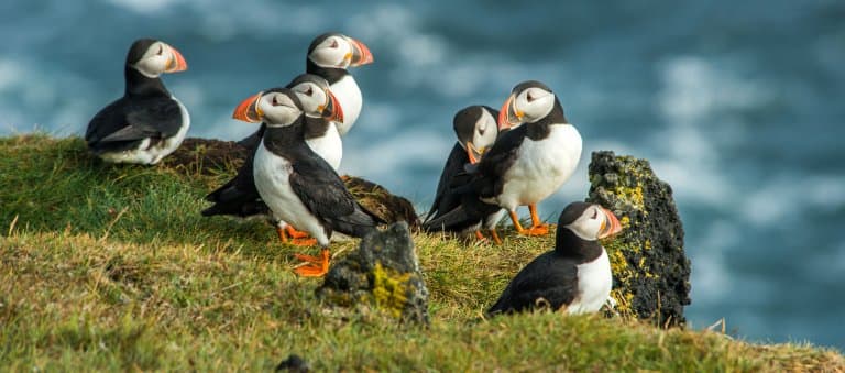 Puffin Facts