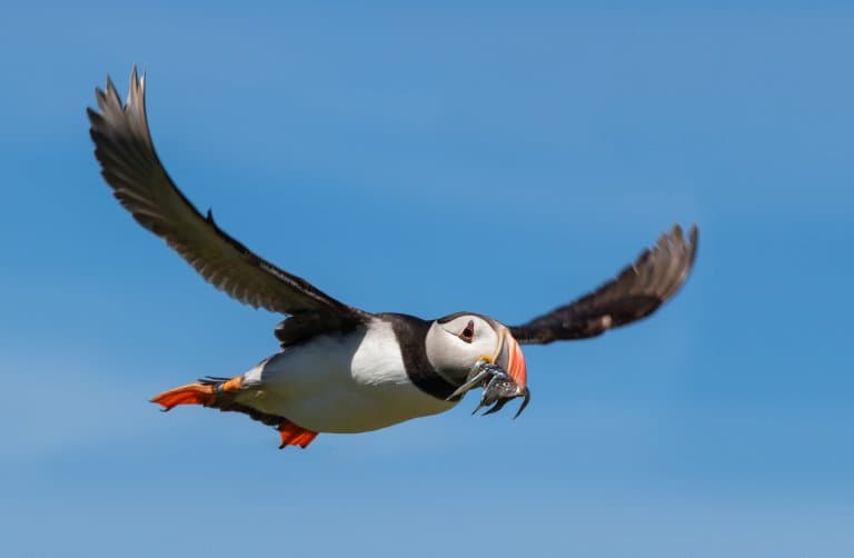 Puffin flying