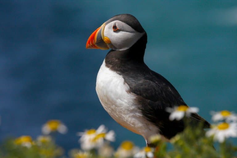 Puffin in Wales