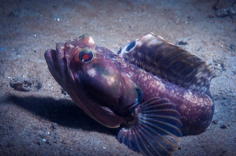 13 Frightening Sarcastic Fringehead Facts Fact Animal