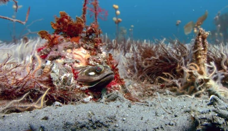 13 Frightening Sarcastic Fringehead Facts Fact Animal