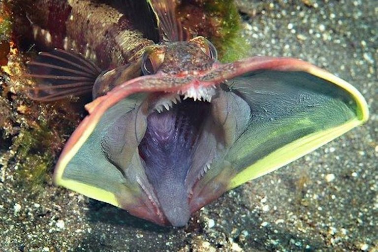 13 Frightening Sarcastic Fringehead Facts Fact Animal
