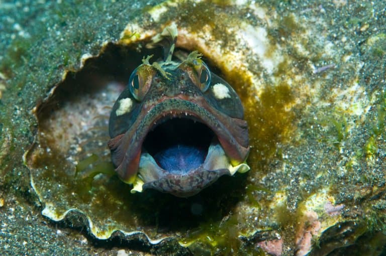 13 Frightening Sarcastic Fringehead Facts Fact Animal