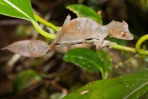 12 Satanic Leaf-Tailed Gecko Facts - Fact Animal