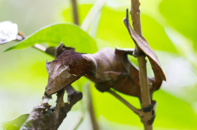 Satanic Leaf-Tailed Gecko blending in