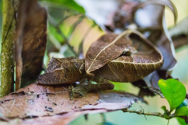 Satanic Leaf-Tailed Gecko in tree