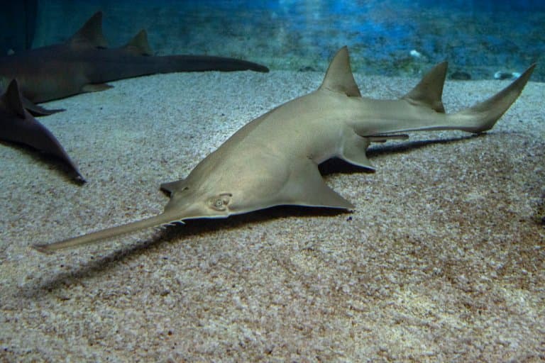 Sawfish Facts