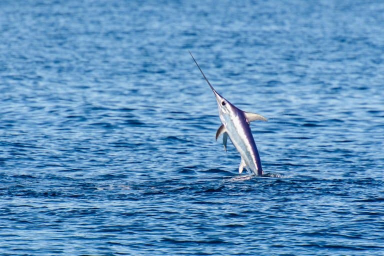 Juvenile Swordfish