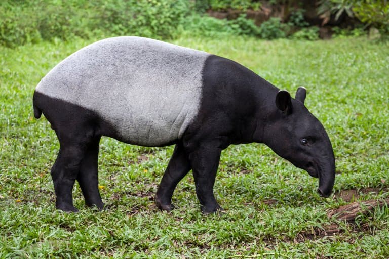 Tapir Facts