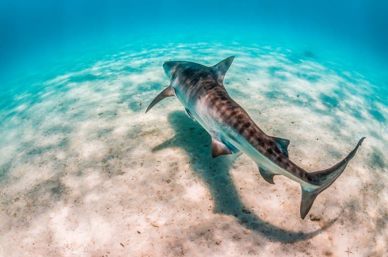 Tiger Shark behind