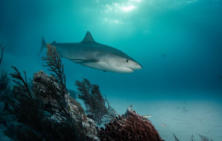 Tiger Shark in dim water