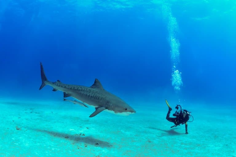 Tiger Shark with diver!