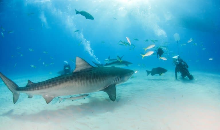 Tiger Shark and diver