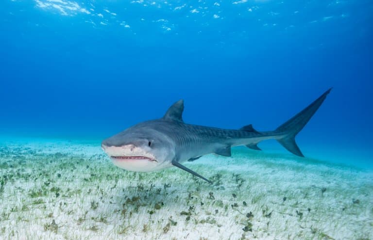 Tiger Shark Pups  Tiger Sharks in Hawaii