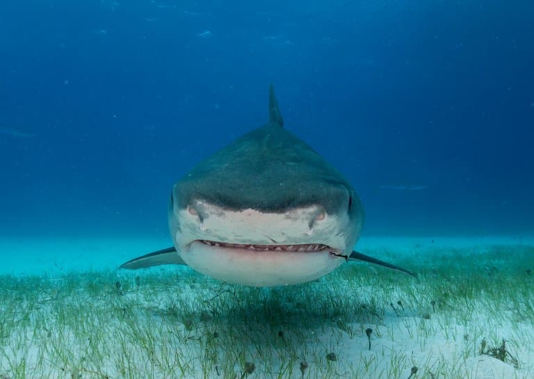 Tiger Shark Teeth and head