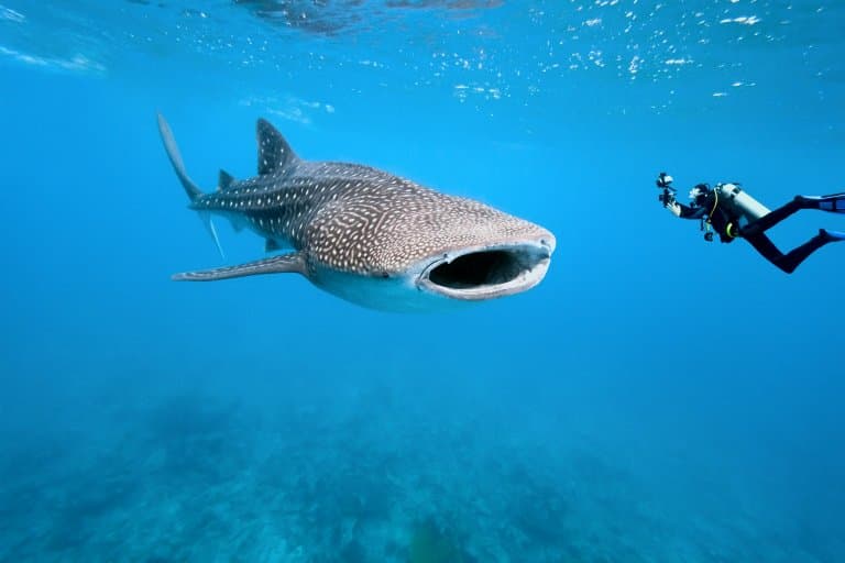 Whale Shark with diver
