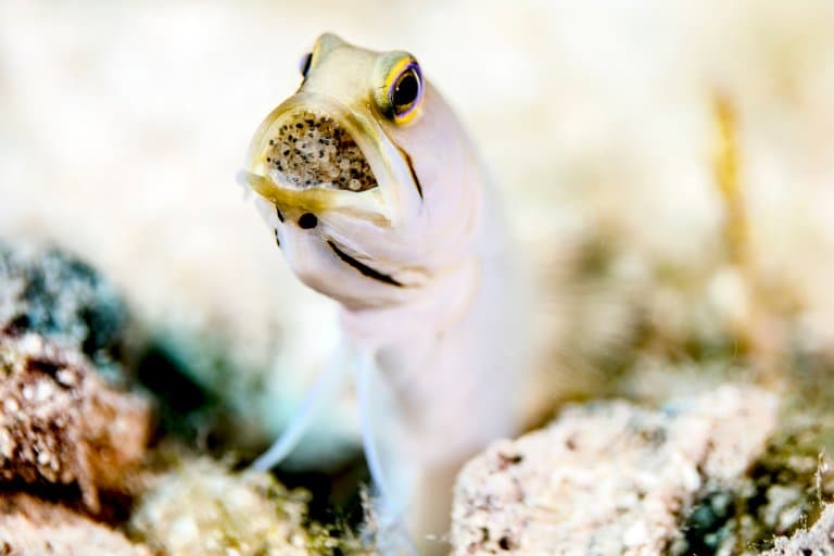 Yellowhead jawfish with eggs in its mouth!